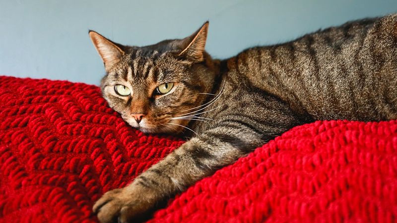 Your Cat Values Their Independence