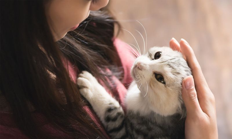 Your Cat Wants Attention