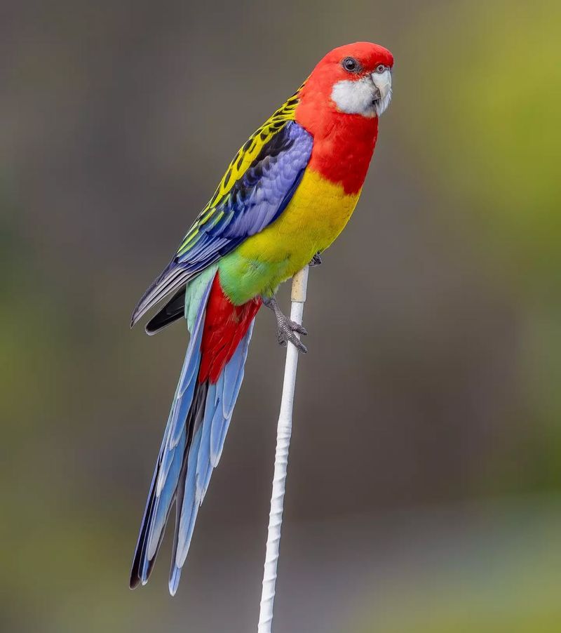 Rosella