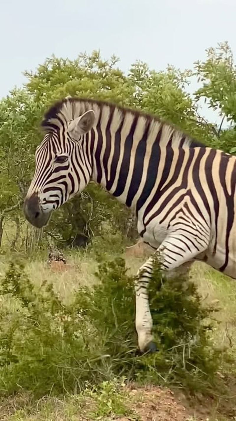 Zebra Intelligence