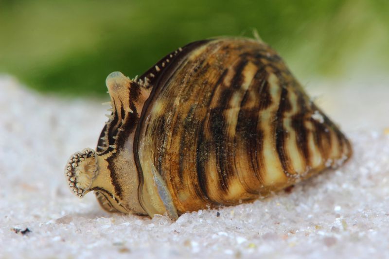 Zebra Mussels