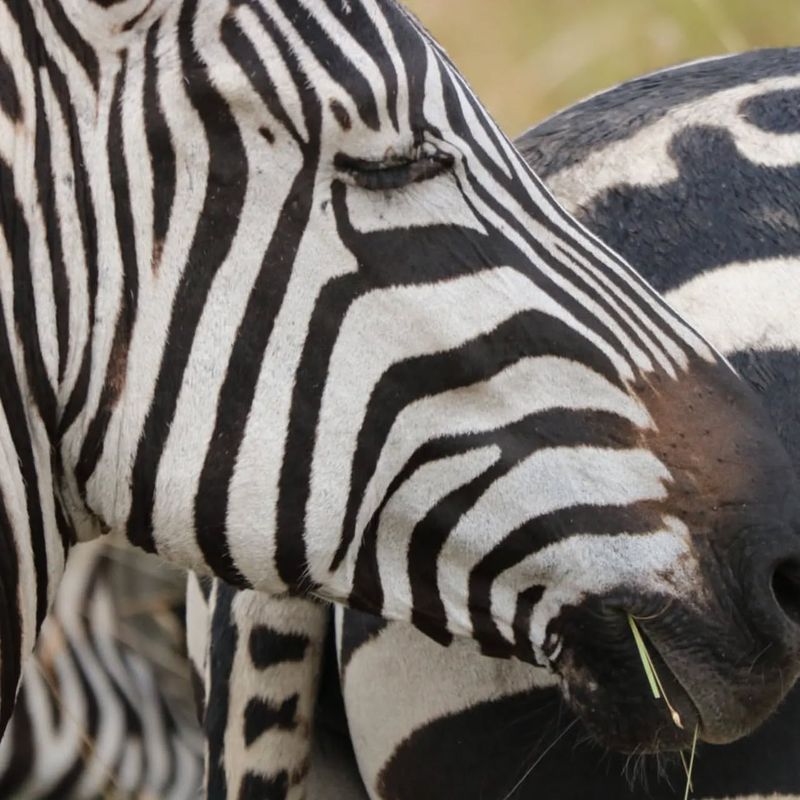 Zebra Stripes: Unique As Fingerprints