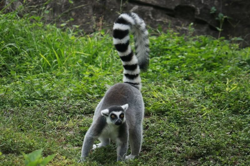 Lemur