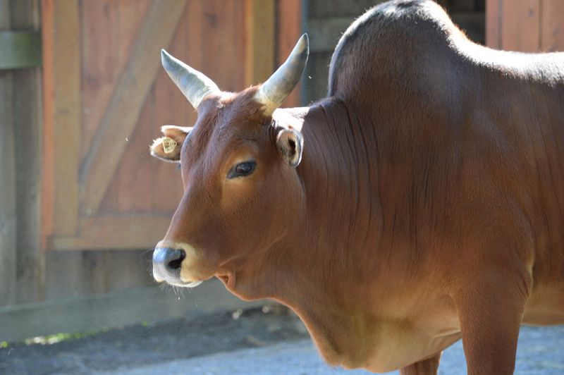 Zebu