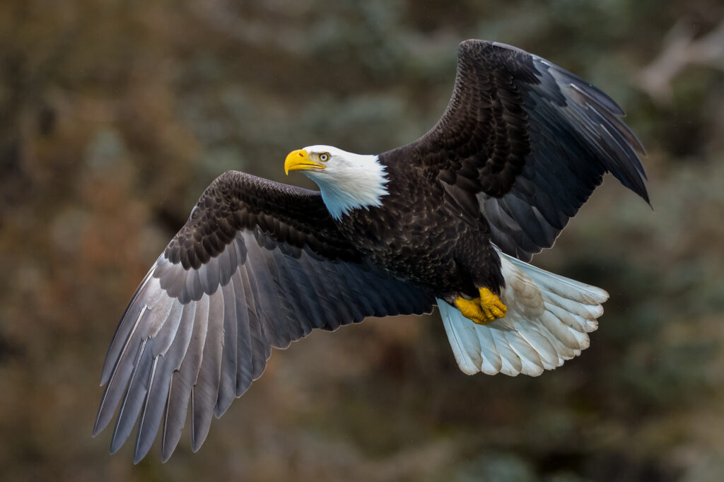 bald eagle