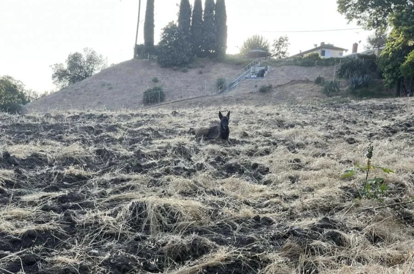 dog on hillside
