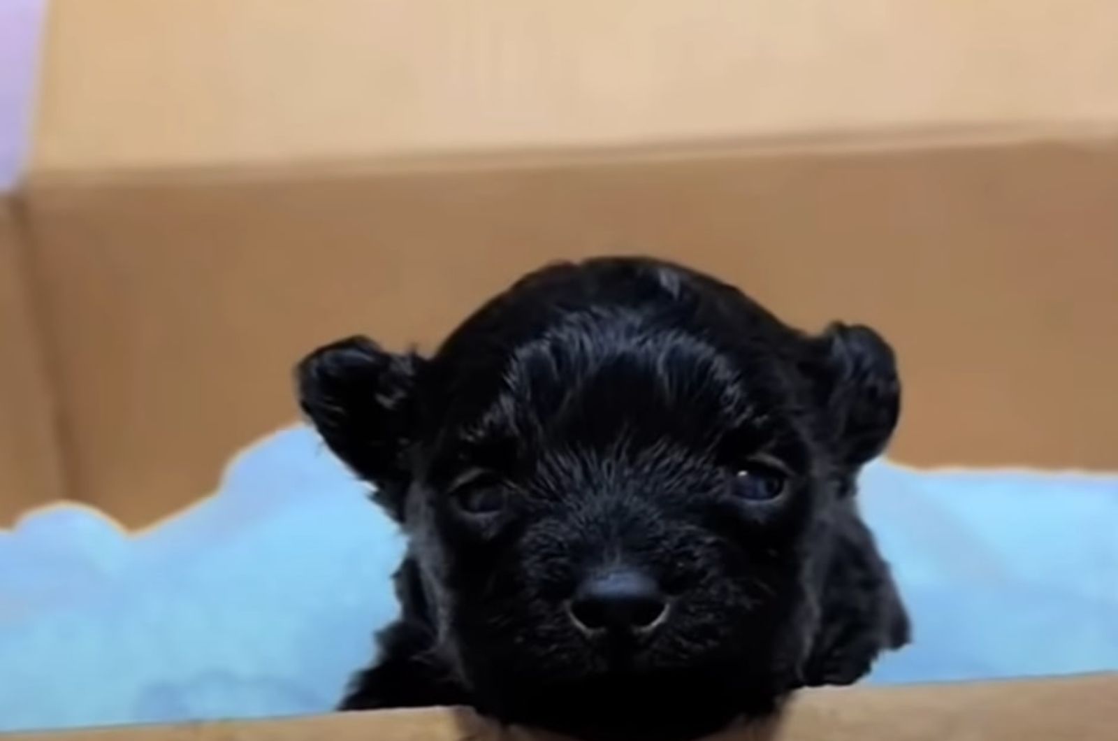 black puppy in box