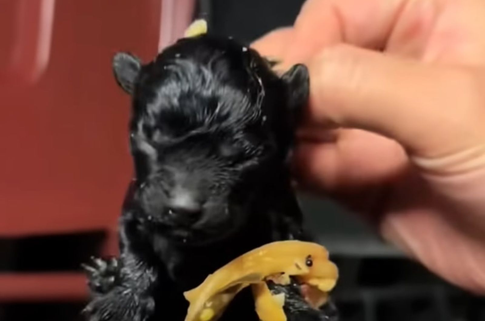 black puppy in garbage