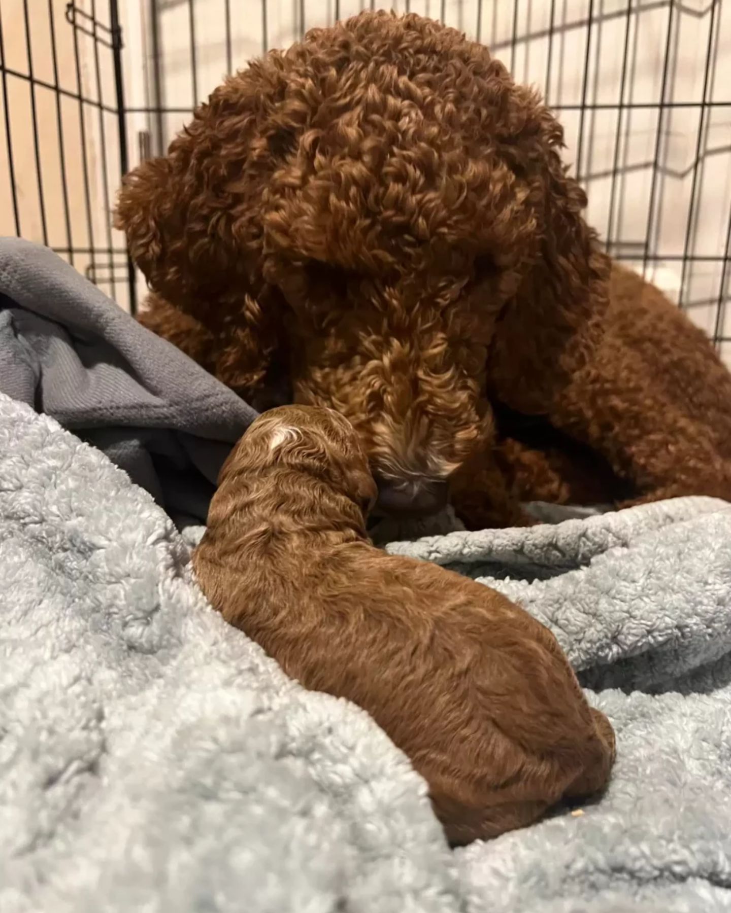 brown dog in crate