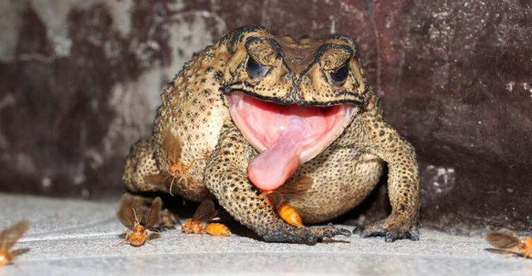 Creatures You're Legally Forbidden To Remove From Your Home And Garden