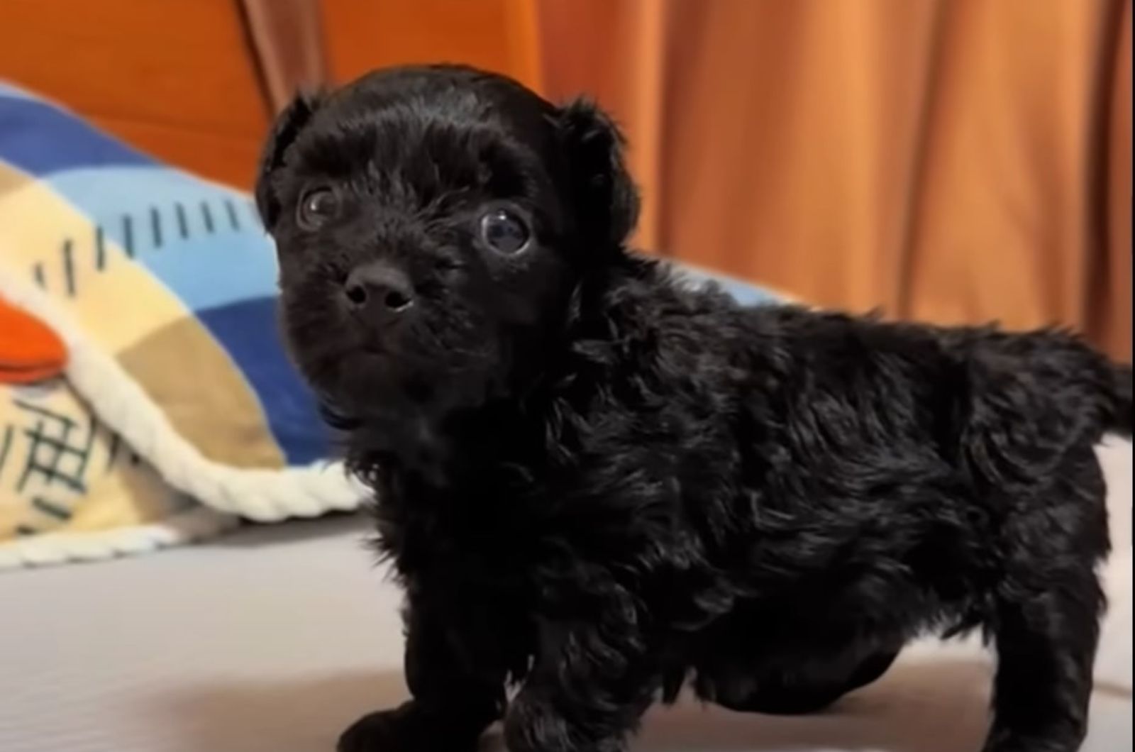 cute black puppy