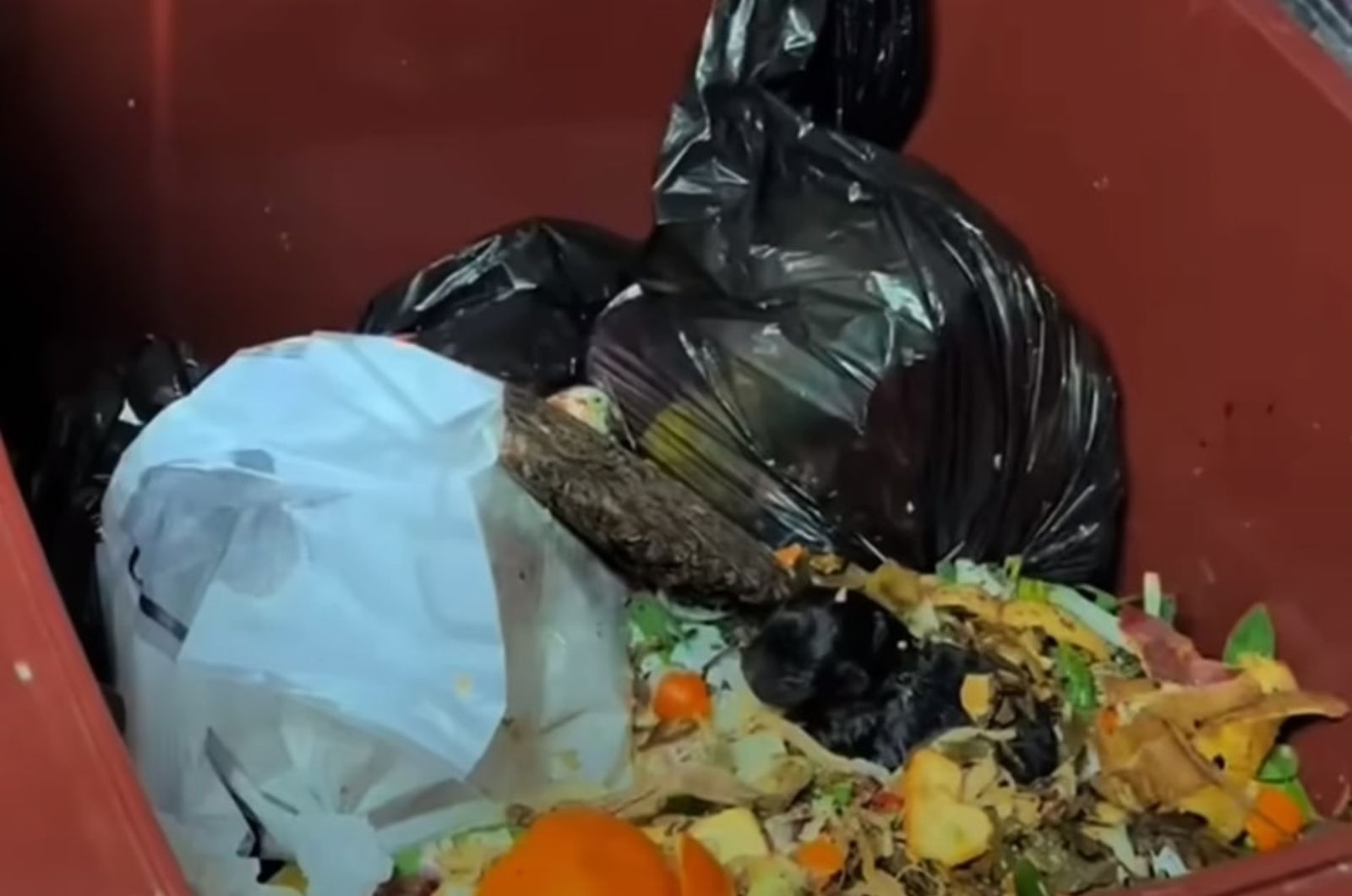 dog in garbage