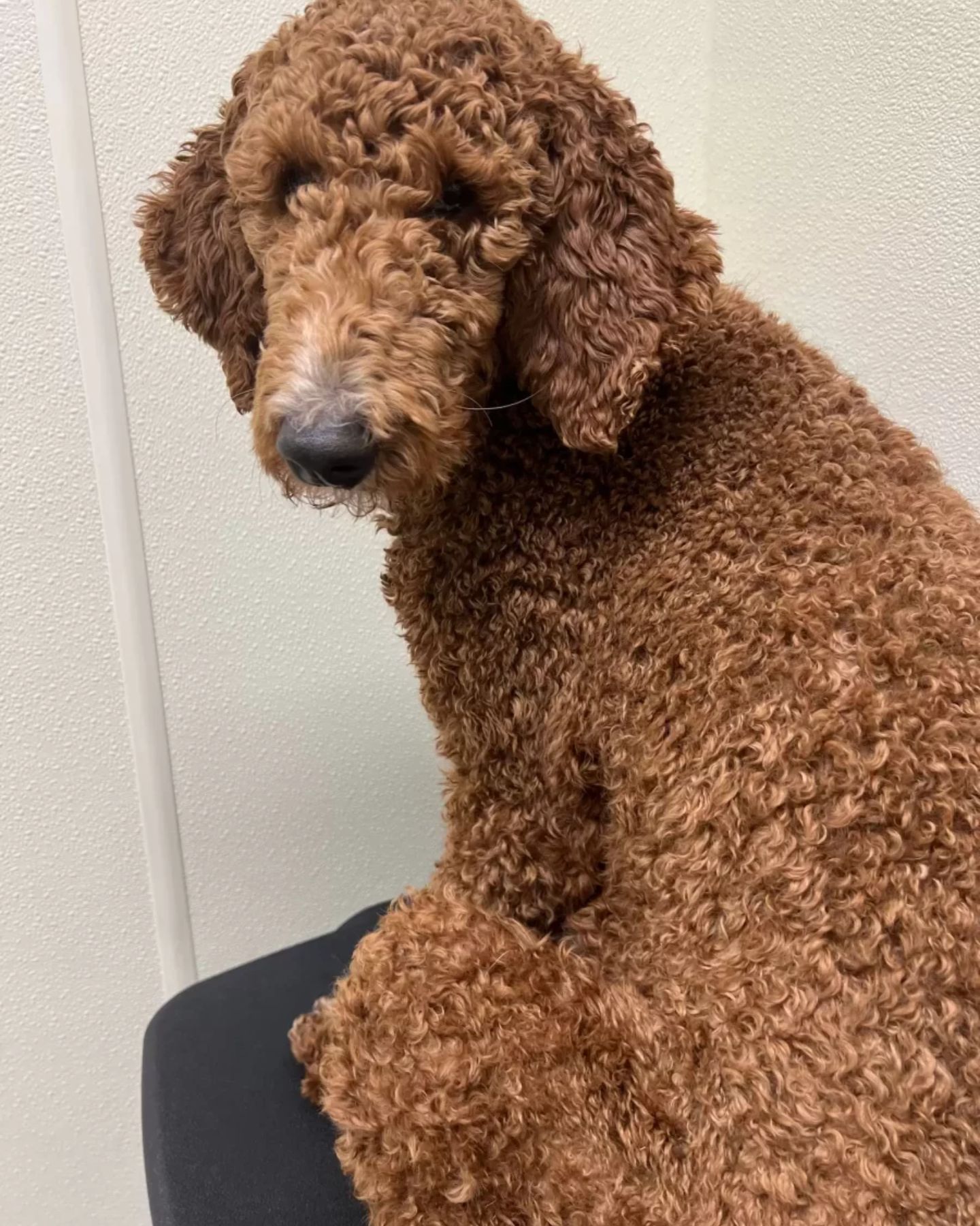 dog with curly fur