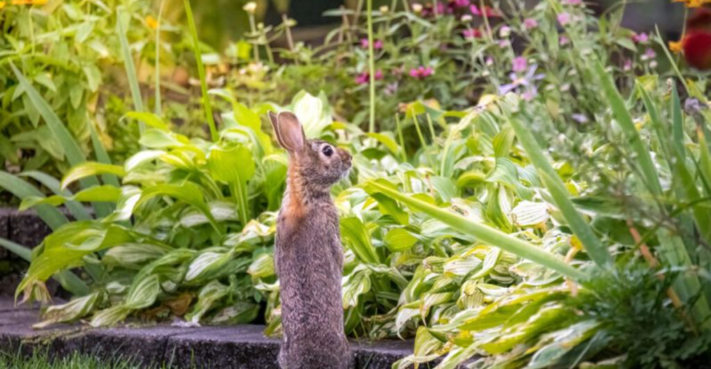 Effective Ways To Keep Rabbits Out Of Your Garden