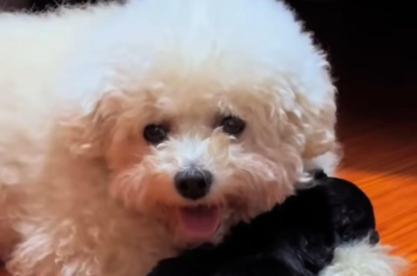 gorgeous white dog