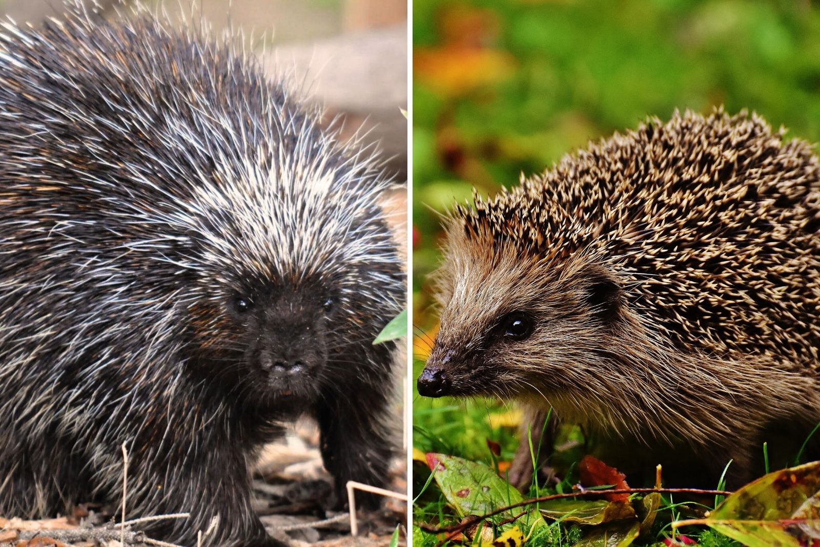 porcupine vs hedgehog