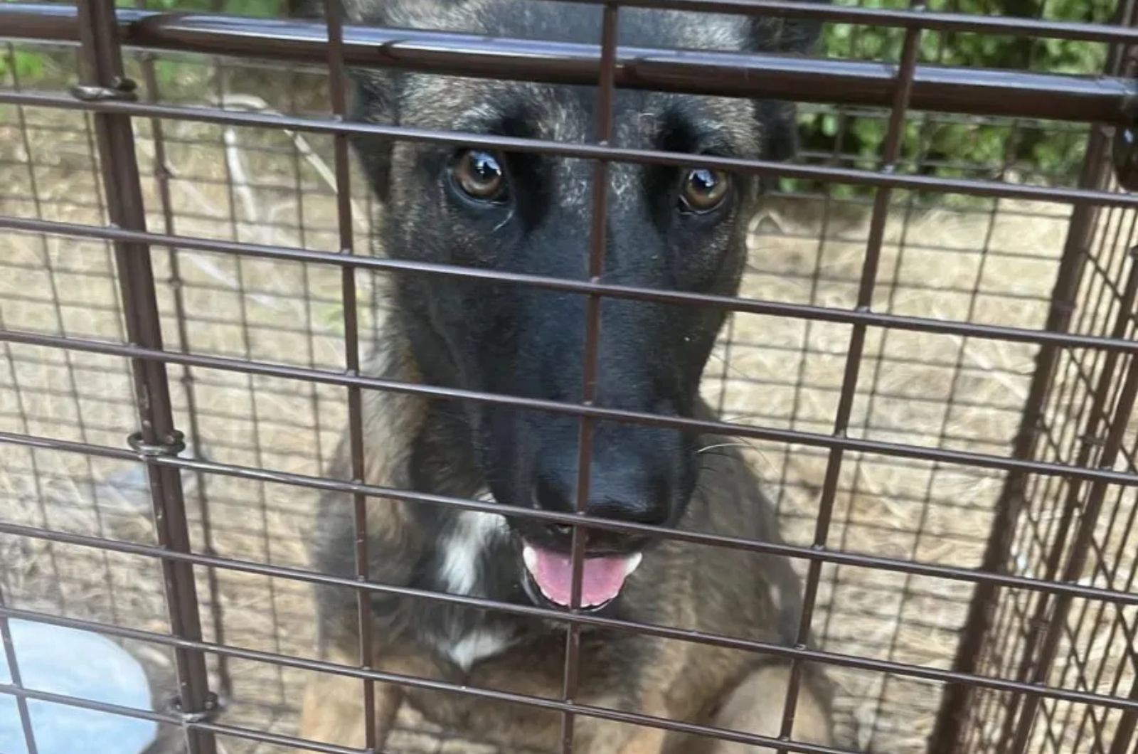 sweet dog in crate