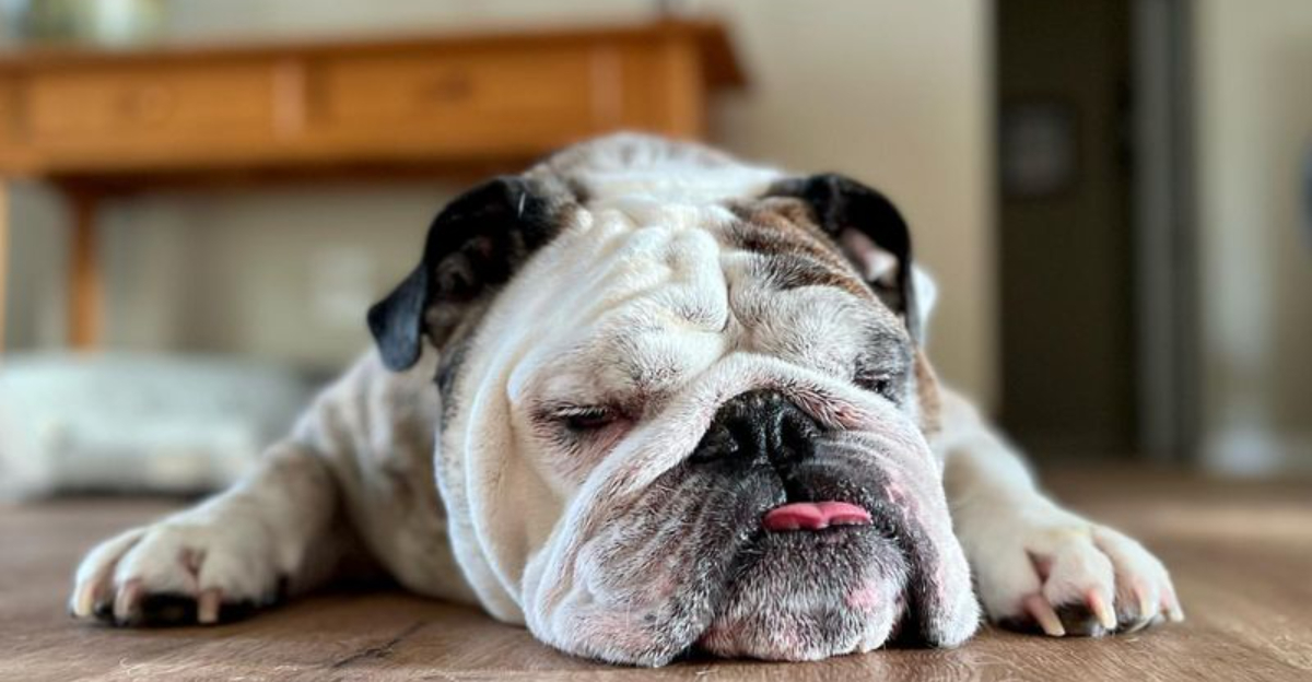 These 19 Dog Breeds Keep Ending Up In Shelters