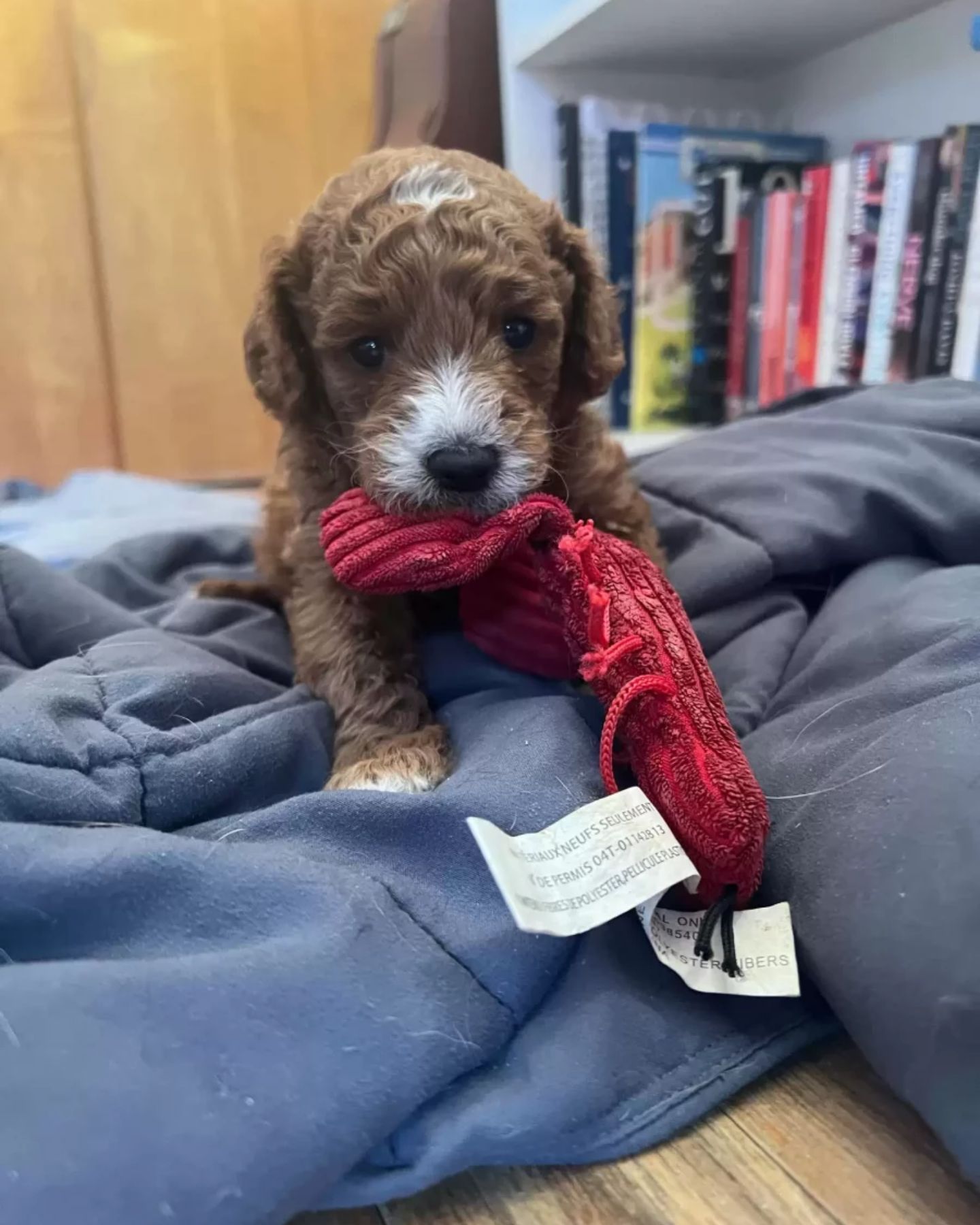 tiny brown puppy