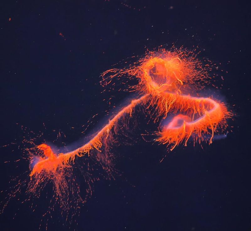 Siphonophore, A Deep-Sea Wonder