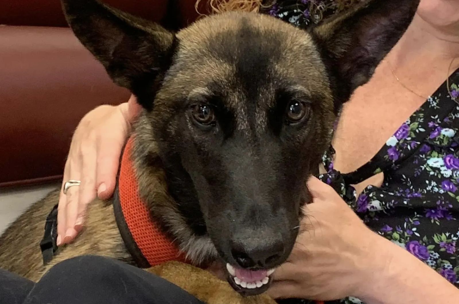 woman and senior dog