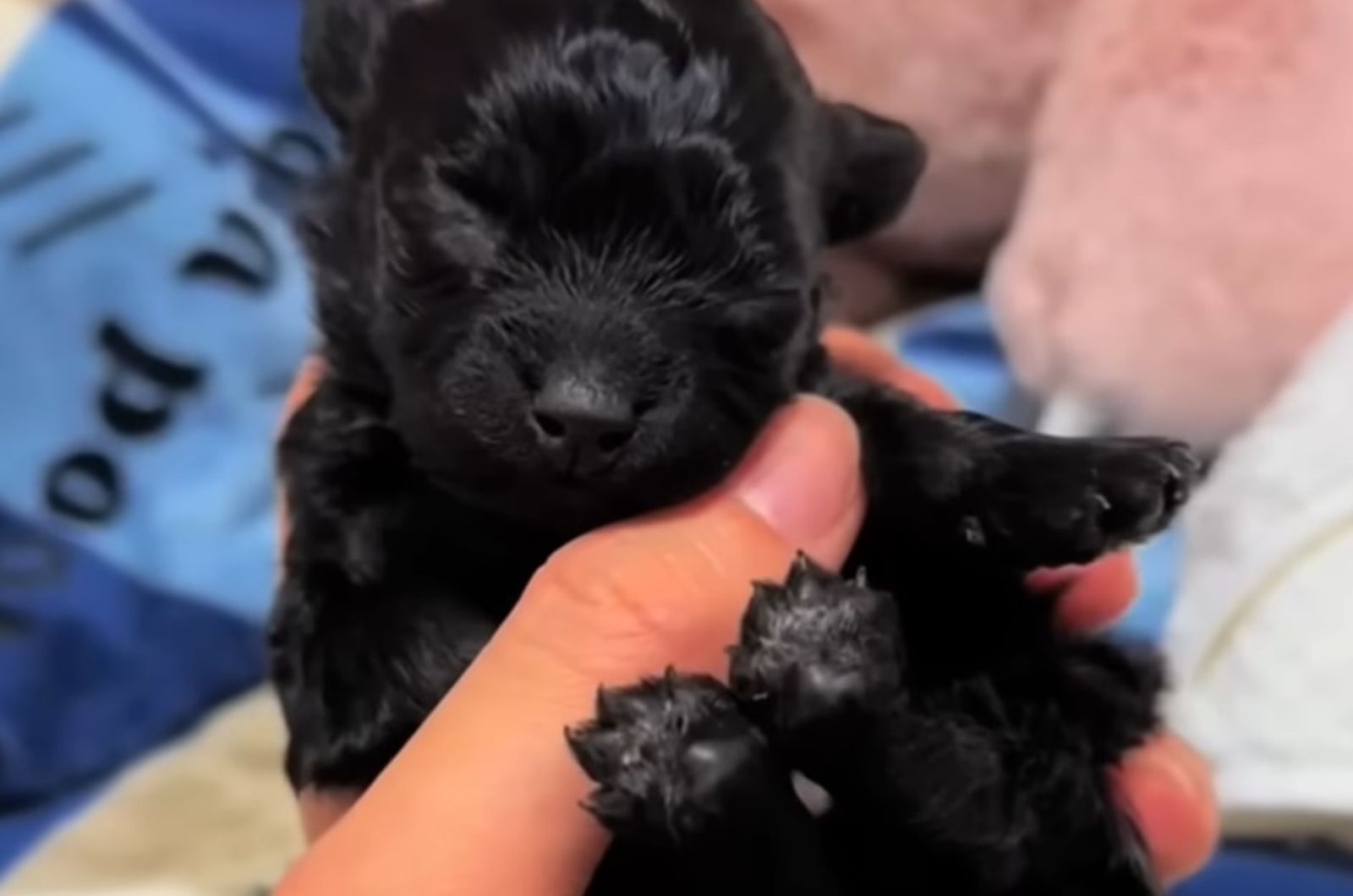 woman holding a black puppy