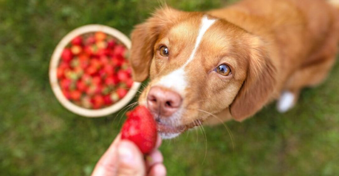 10 Antioxidant-Rich Berries That Support Your Dog’s Immune System - Dogs Eating Grass To Boost Immune System