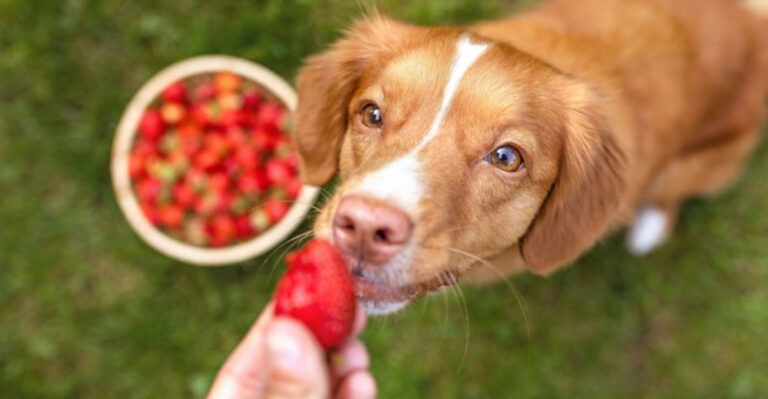 10 Antioxidant-Rich Berries That Support Your Dog’s Immune System