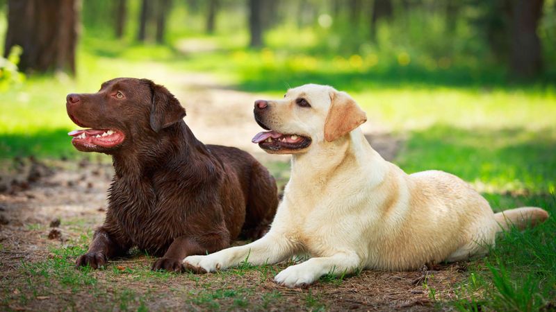 Labrador Retriever