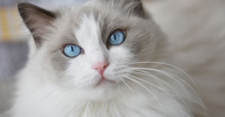 10 Cat Breeds With The Worst Behavior And 10 With The Best