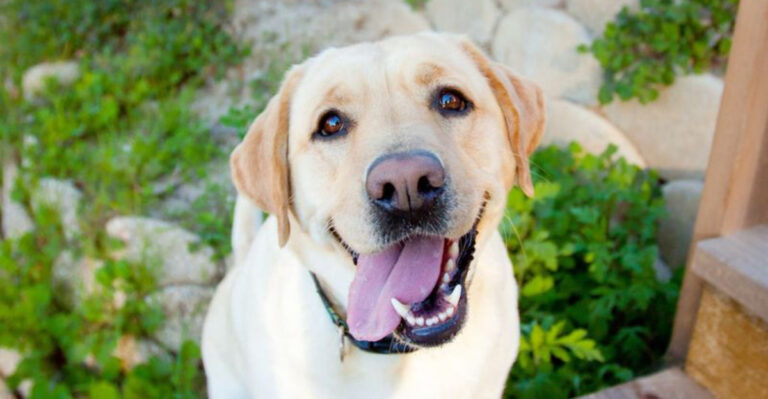 10 Dog Breeds That Are Too Demanding (And 8 That Are Cool With Just About Anything)