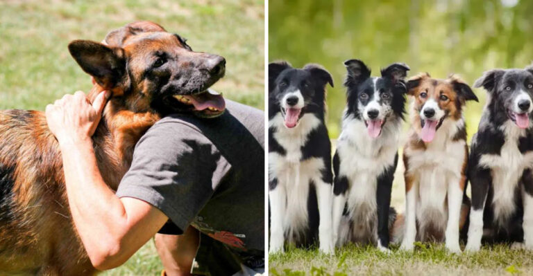 10 Dog Breeds That Prefer People Over Dogs (And 5 That Love Other Dogs More)