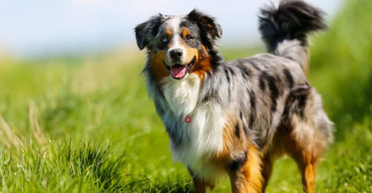 10 Dogs Known For Escaping Any Yard And 10 Breeds That Find Happiness At Home