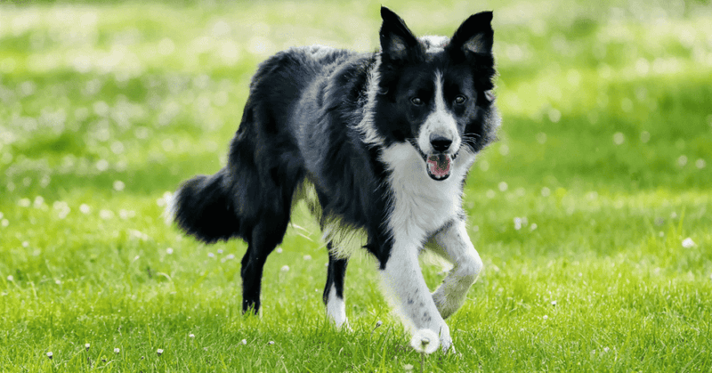 Border Collie