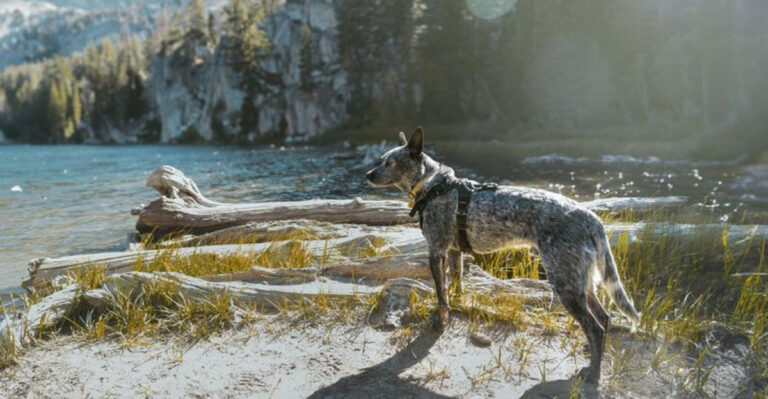 10 Dogs That That Struggle On Adventures And 10 That Were Born For It