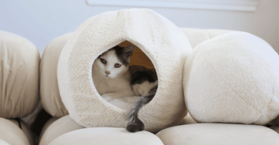 Picture of 10 Emotional Needs Cats Hide Until They Trust You