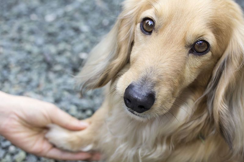 The Science Behind Our Love For Pets