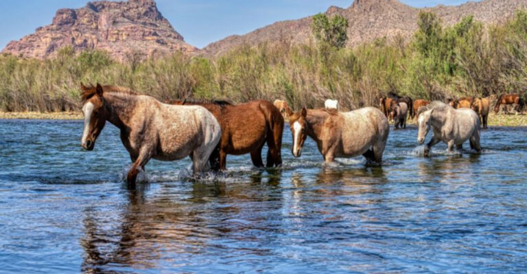 10 Farm Animals That Love Water And 8 That Avoid It At All Costs