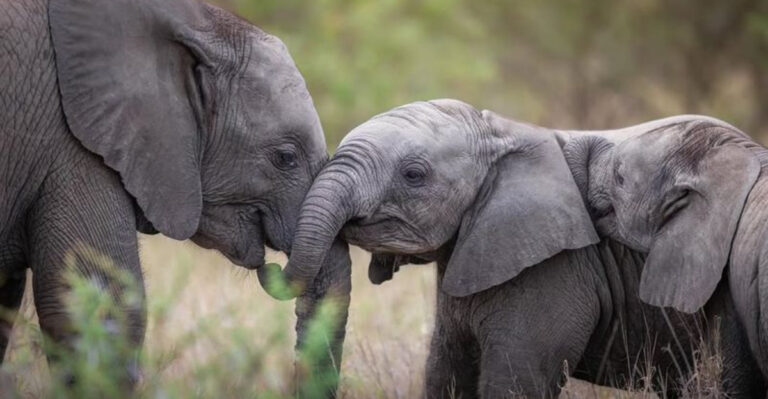 10 Fascinating Facts About Elephants That Show They’re Not Meant For Zoos