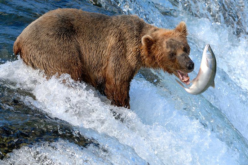 Alaska: Last Frontier Wildlife Paradise