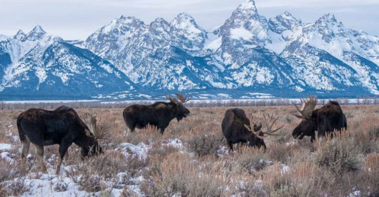 10 Great States For Wildlife Watching And 7 That Disappoint, According To Naturalists