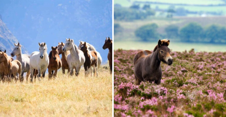 10 Horses That Love Socializing (And 7 That Prefer Solitude)