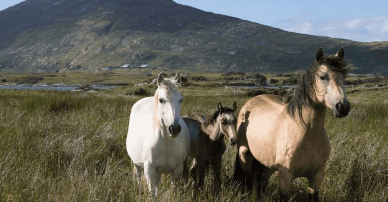10 Horses That Need A Herd (And 6 That Prefer To Go Solo)