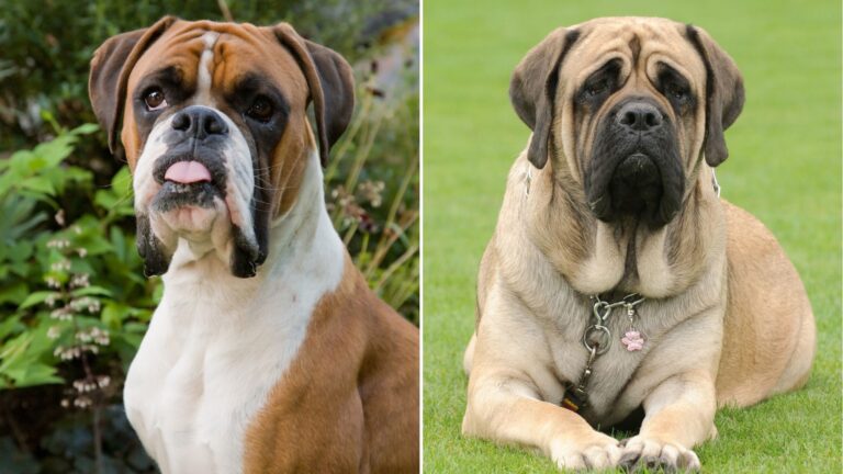 boxer and bullmastiff