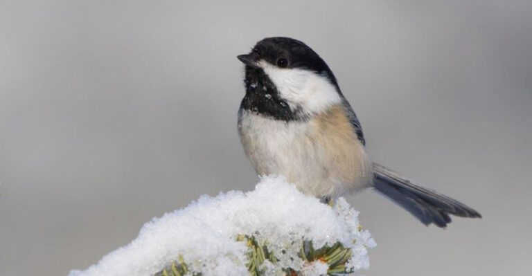 10 Little Birds With Big Attitudes (And 5 Gentle Giants Of The Bird World)