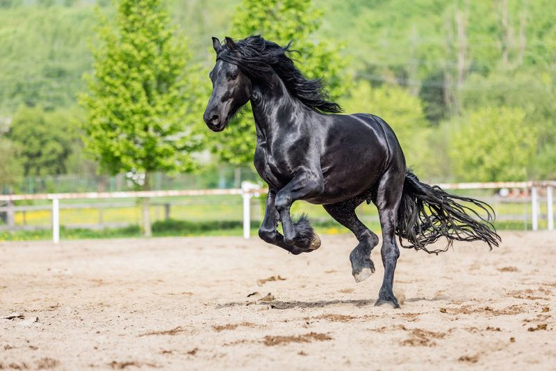 Friesian