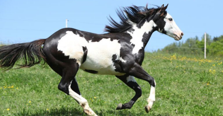 10 Most Dangerous Horse Breeds (And 5 That Are Surprisingly Calm)