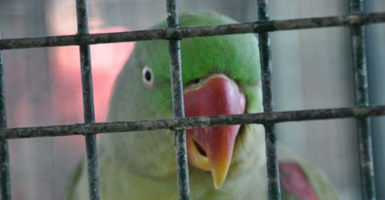 10 Pet Bird Anxiety Triggers And 10 Simple Ways To Relax Them