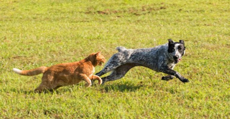 10 Pets Your Cat Will Despise And 7 It Might Actually Befriend