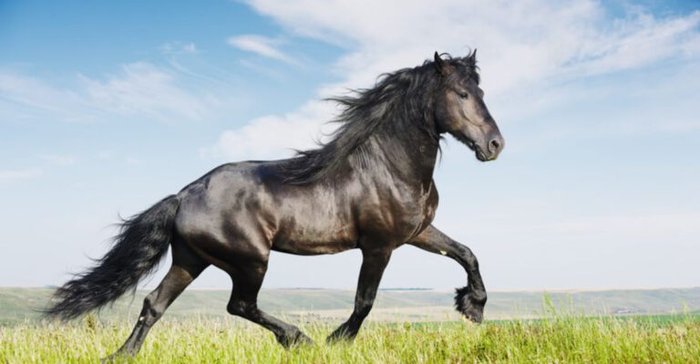 10 Protective Horse Breeds Known For Their Fierce Devotion To Owners